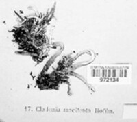 Image of Cladonia macilenta